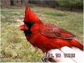 Adult male nothern cardinal
